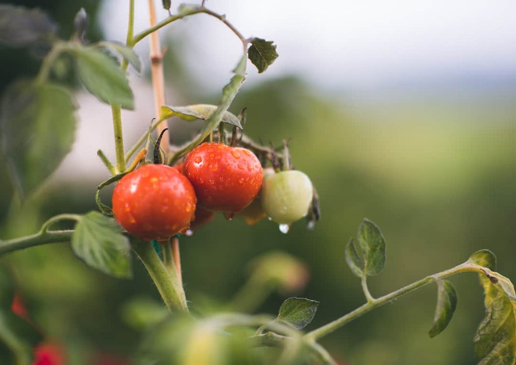 Getting Started with Organic Eating: A Beginner's Guide to Making Healthier Choices