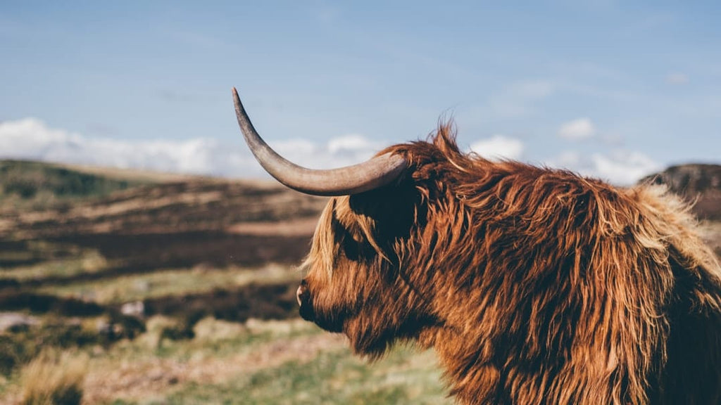 "The Link Between Bovine Collagen and Nail Health: What Science Says"