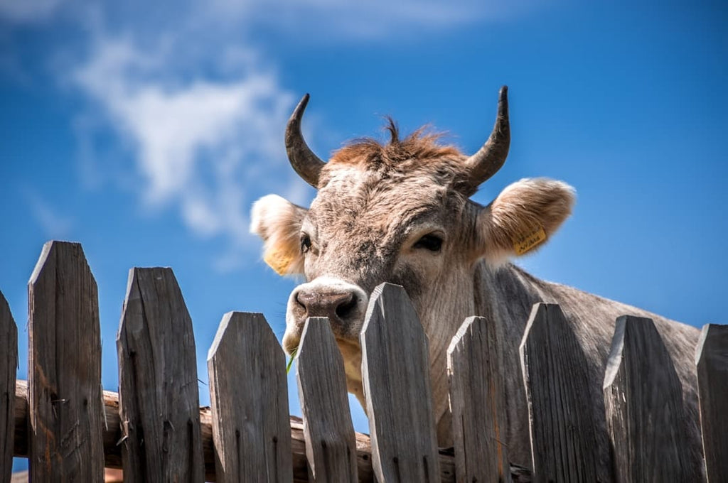 "The Biological Basis: How Bovine Collagen Supports Keratin Production"