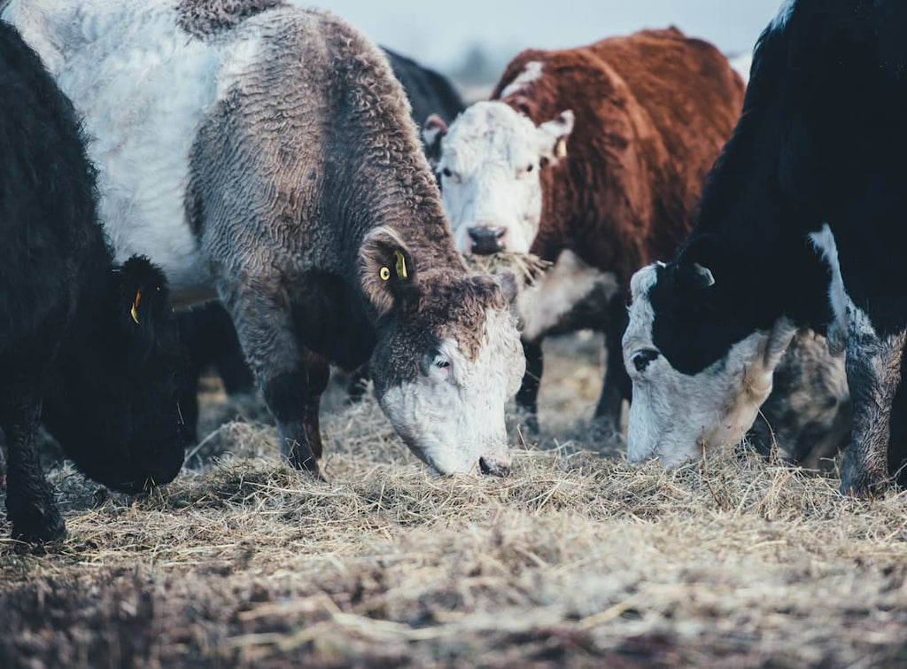 "Scientifically Proven: The Effectiveness of Bovine Collagen on Hair and Nails"