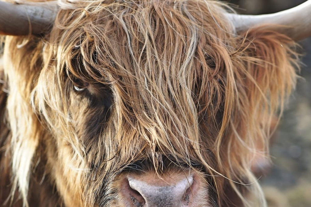 "How Bovine Collagen Fights the Environmental Impact on Hair and Nails"