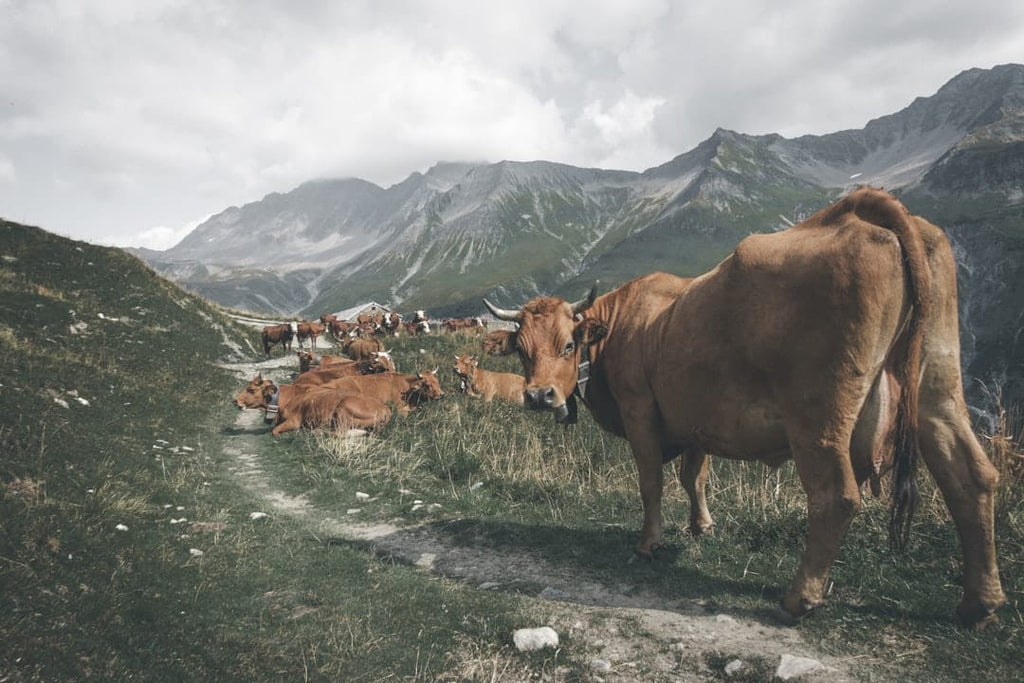 "Customizing Your Bovine Collagen Intake for Hair and Nail Strength"