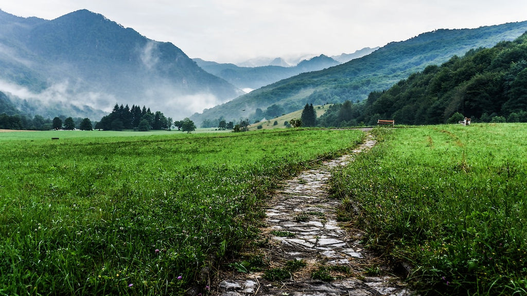 Bovine Collagen: The Natural Route to Luxuriant Hair