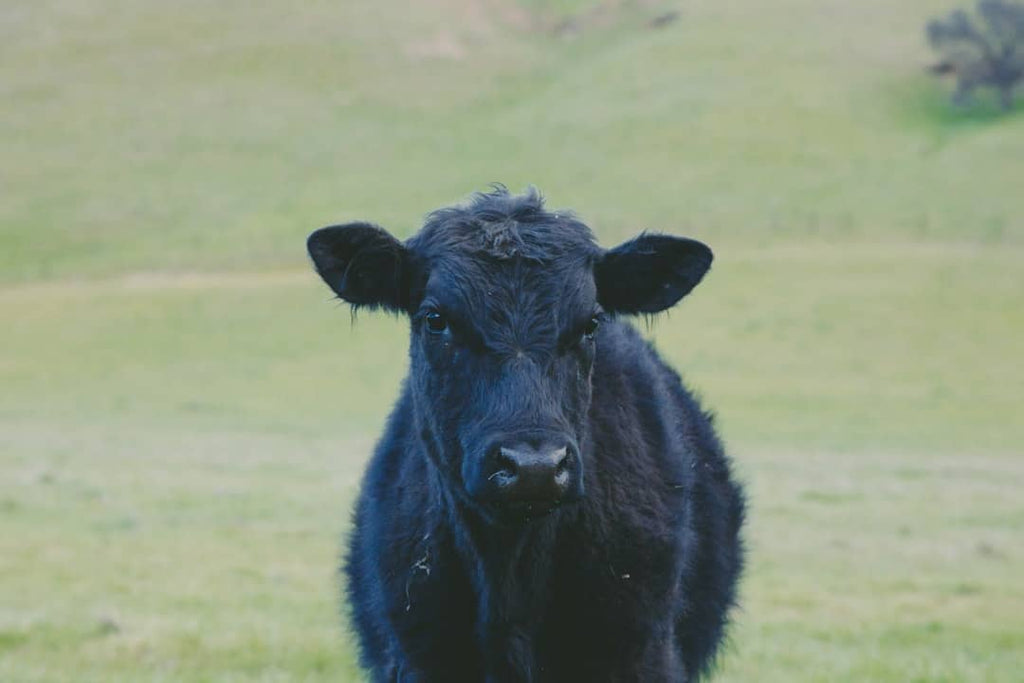 "Combining Bovine Collagen with Other Proteins for Hair and Nail Health"