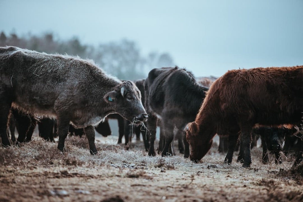 "Bovine Collagen: The Beauty Booster for Hair and Nails You Need to Know"