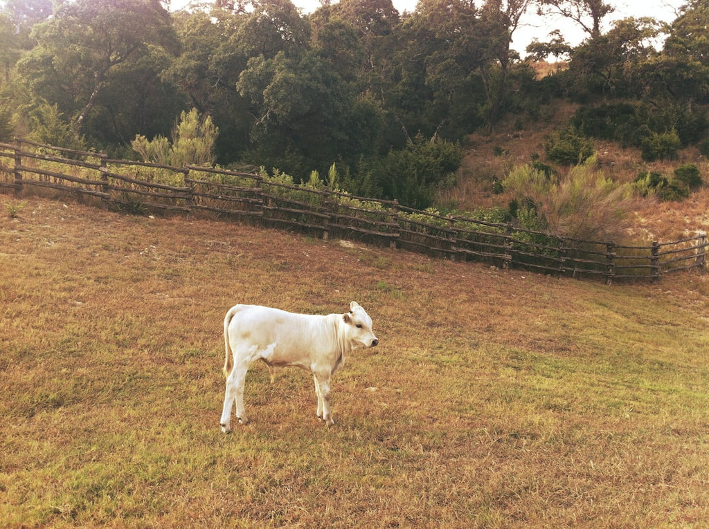 "The Keratin Connection: Bovine Collagen for Hair Strength and Elasticity"